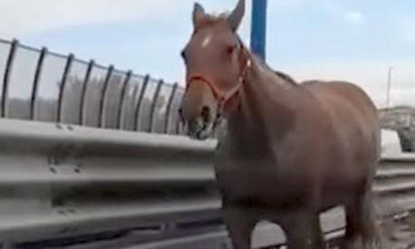 Tangenziale Di Napoli Un Cavallo Al Galoppo Contromano