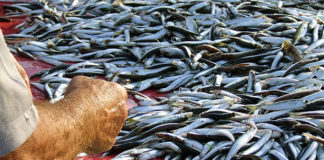 Il pescato di stagione fa bene alla salute ed alla tasca