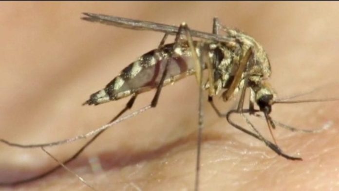 Virus West Nile: 19 casi di febbre e un decesso in Veneto