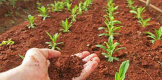 Agraria, i giovani italiani tornano nei campi ed il futuro si tinge di verde