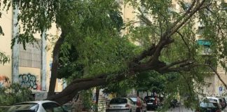 Comune di Napoli, 1700 alberi a rischio sono da abbattere