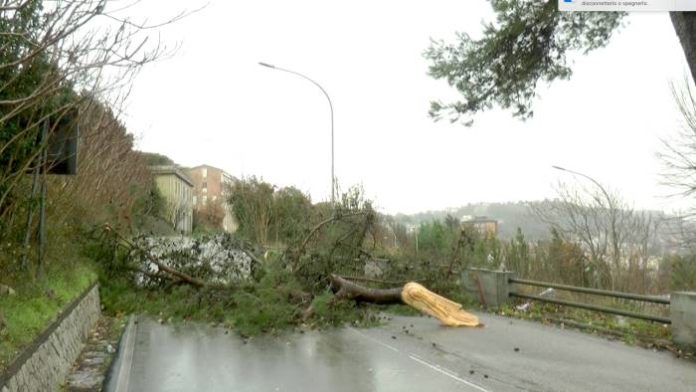 Sannio, albero su carreggiata dell’Appia: traffico in tilt