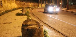 Napoli, Posillipo: un parassita sta costringendo ad abbattere i pini