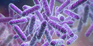 Il viaggiare in un altro Paese modifica la flora batterica intestinale