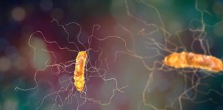 Il Clostridium difficile, un batterio resistente ai disinfettanti. Cosa sapere