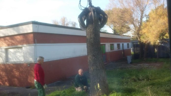 Ponticelli: Rimosso l'albero che si era abbattuto sulla scuola in via Manlio Rossi