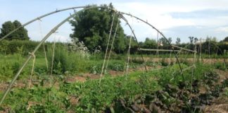 Capri Wave - Winter Arts Festival: ecco I segreti dell’agricoltura sinergica