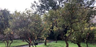 Archivio di stato di Napoli: i cittadini in azione per il Giardino degli Aranci