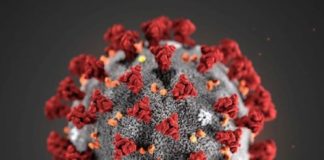 Coronavirus, ecco lo studio di Nature Medicine: “Virus nato in natura”