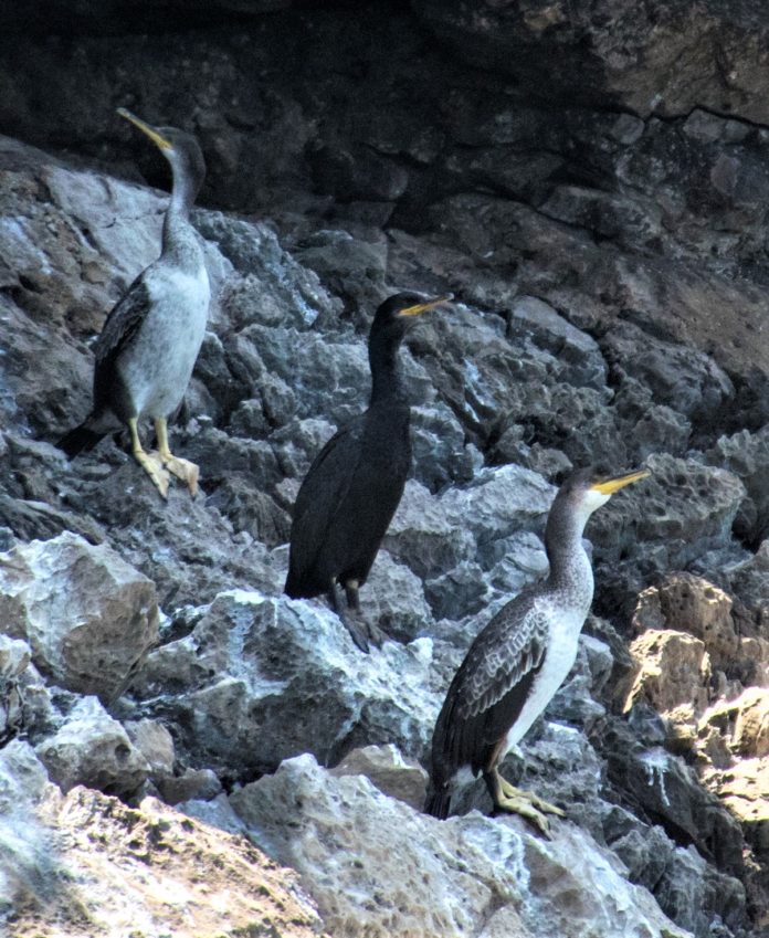 Marangone dal ciuffo, un nuovo ospite nel mare della Campania