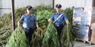 Sessa Aurunca, scoperta piantagione di marijuana: 3 arresti