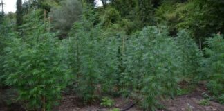 Carinola, sequestrate 5 piantagioni di marijuana alle spalle del carcere: un arresto