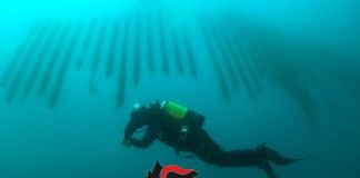 Napoli, 30 tonnellate di cozze gettate in mare: erano state coltivate su filari abusivi