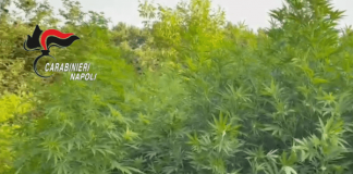 Ex Polverificio Borbonico di Pompei: sequestrata una coltivazione di marijuana