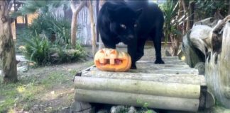 Zoo di Napoli: dal 30 ottobre all’1 novembre attività e spettacoli per Halloween