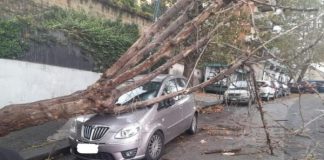 Maltempo a Napoli, albero cade su auto in sosta a Posillipo: nessun ferito