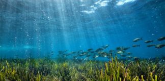 Procida 2022: le aree marine di tutta Italia per salvare la biodiversità