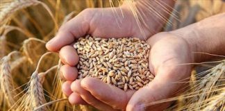 Blitz GdF contro la pirateria agroalimentare: sequestrate oltre 105 tonnellate di grano