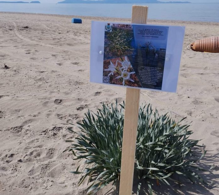 Giugliano: pulizia ed un giglio di mare da salvare sulle spiagge di Licola