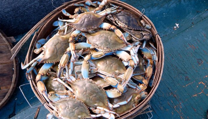 Il granchio blu invade la Grotta del Bue Marino in Sardegna