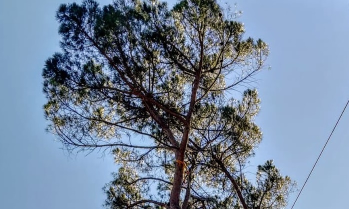 Parco Pastore, pino domestico pericolante abbattuto: sarà sostituito