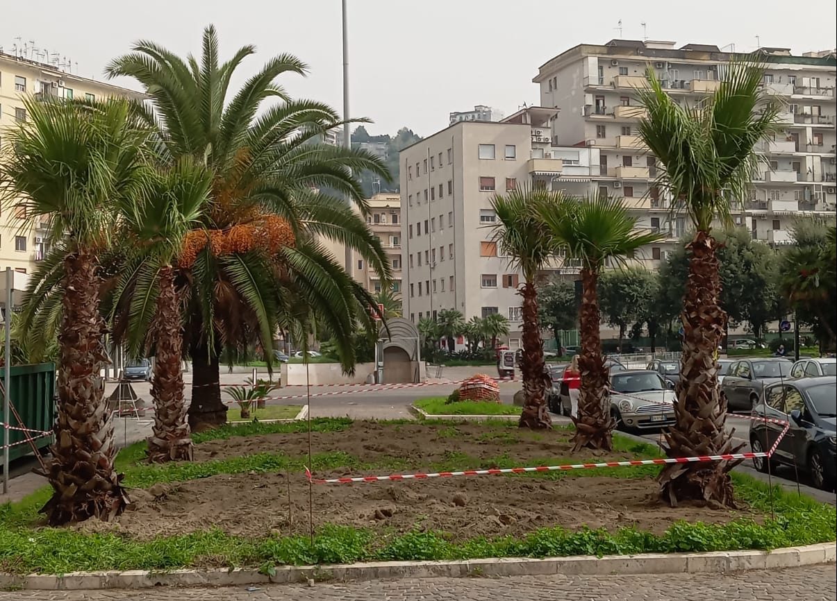 Fuorigrotta, al viale Augusto piantate le prime nuove palme