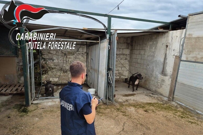 Villa di Briano, pitbull e dogo a catena e senza cibo: sequestrato allevamento