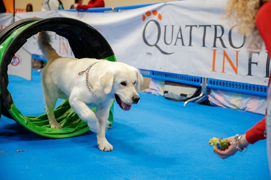 Quattrozampeinfiera Napoli 2025, un weekend indimenticabile per gli amanti degli animali