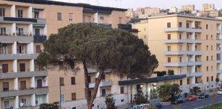Fuorigrotta, Viale Augusto: 3 pini saranno abbattuti per mancanza di stabilità. Sostituiti con palme Washingtonia robusta