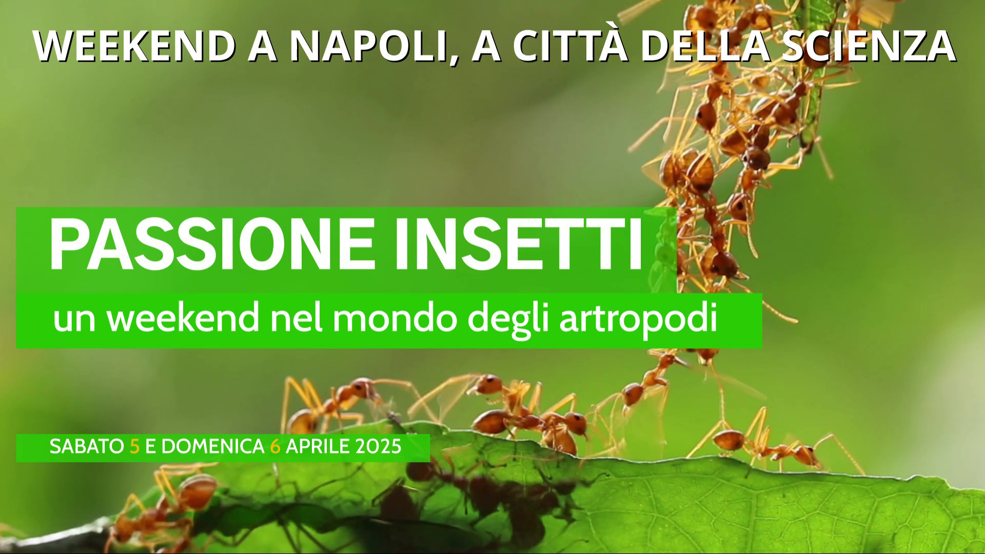 A Città della Scienza un viaggio affascinante nel microcosmo degli insetti