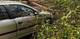 Vento forte a Napoli, crollano alberi - VIDEO